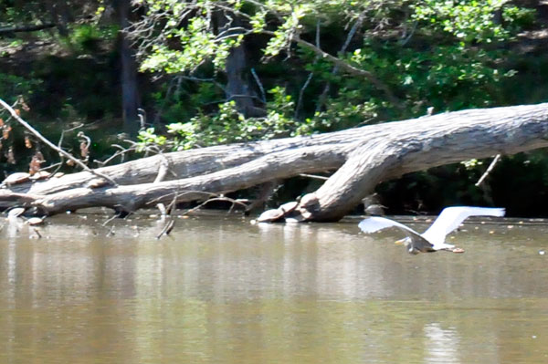 big bird a Lake Haigler